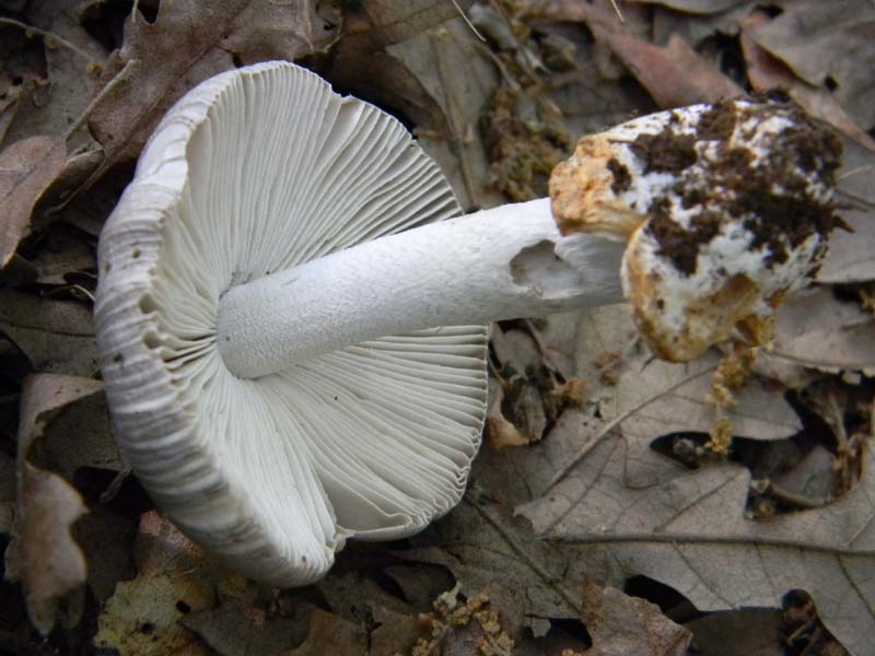 Alcuni ritrovamenti del 20.05.2011.bosco di Quercia