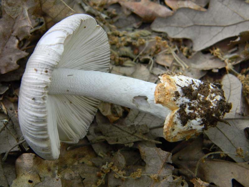 Alcuni ritrovamenti del 20.05.2011.bosco di Quercia