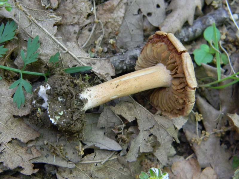 Alcuni ritrovamenti del 20.05.2011.bosco di Quercia