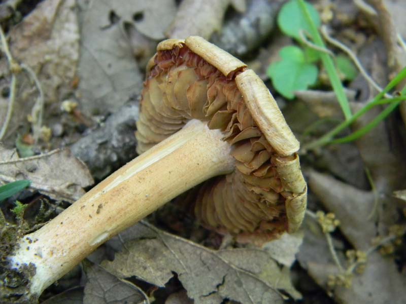 Alcuni ritrovamenti del 20.05.2011.bosco di Quercia