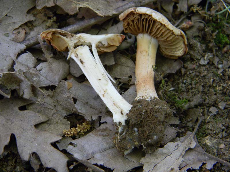 Alcuni ritrovamenti del 20.05.2011.bosco di Quercia