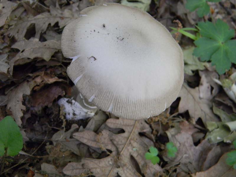 Altri 3 ritrovamenti del 20.05.2011.bosco di Quercia