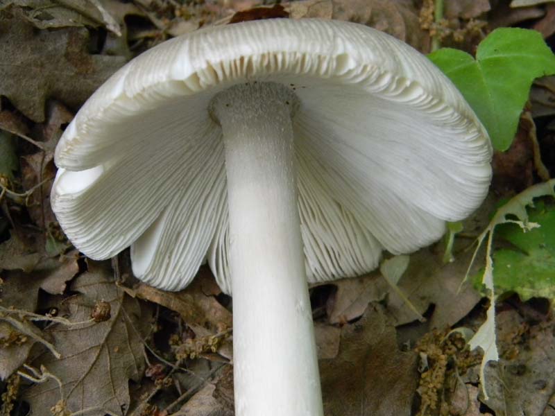 Altri 3 ritrovamenti del 20.05.2011.bosco di Quercia