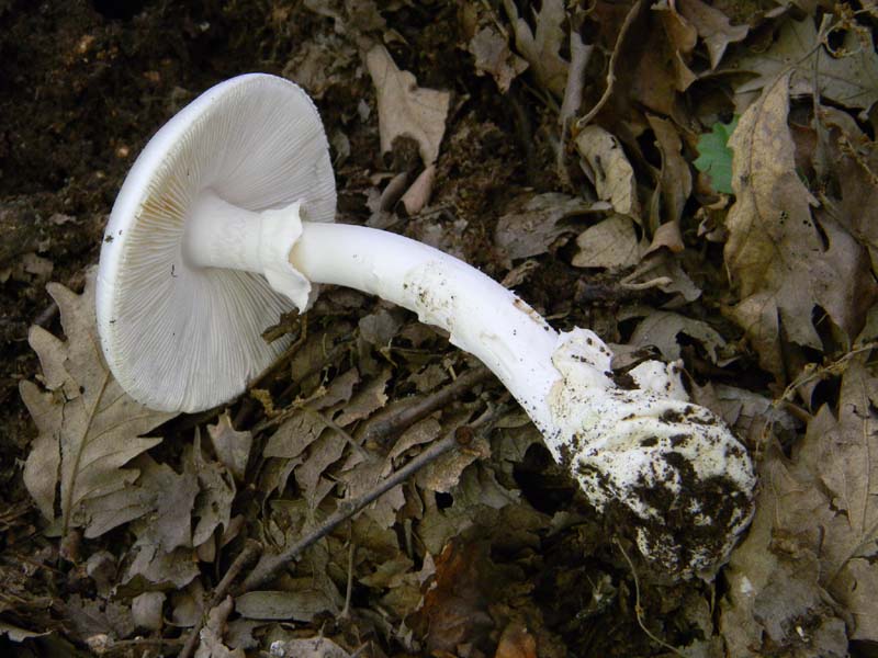 Alcuni ritrovamenti del 20.05.2011.bosco di Quercia