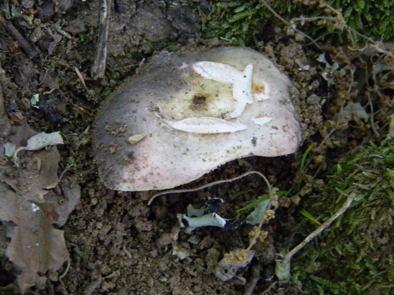 Alcuni ritrovamenti del 20.05.2011.bosco di Quercia