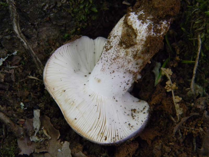 Alcuni ritrovamenti del 20.05.2011.bosco di Quercia