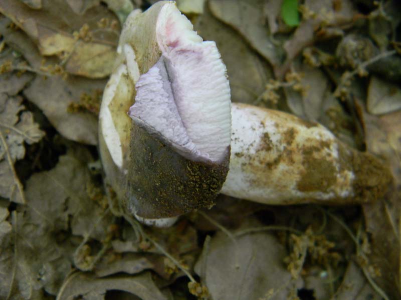 Alcuni ritrovamenti del 20.05.2011.bosco di Quercia