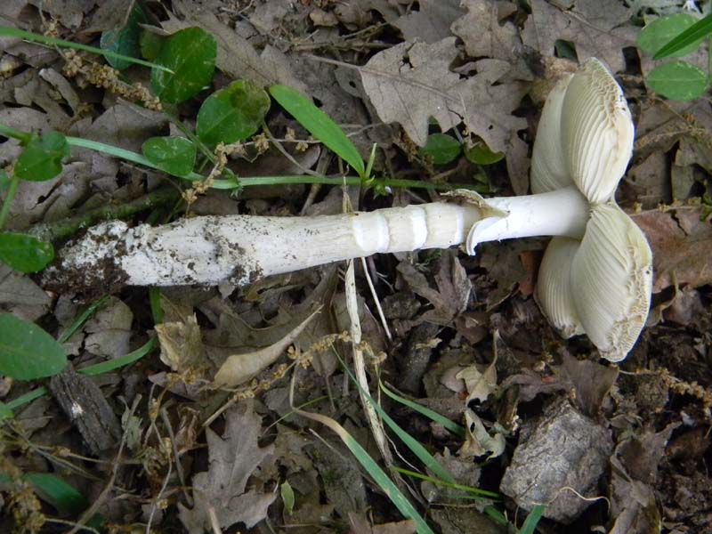 Altri ritrovamenti del 20.05.2011.sotto Quercia