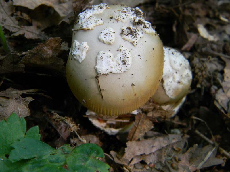 Altri ritrovamenti del 20.05.2011.sotto Quercia