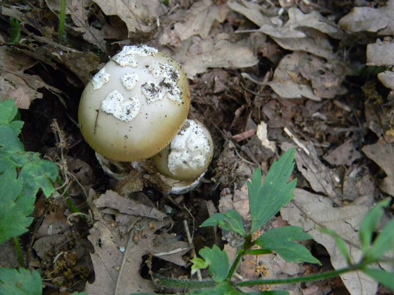 Altri ritrovamenti del 20.05.2011.sotto Quercia