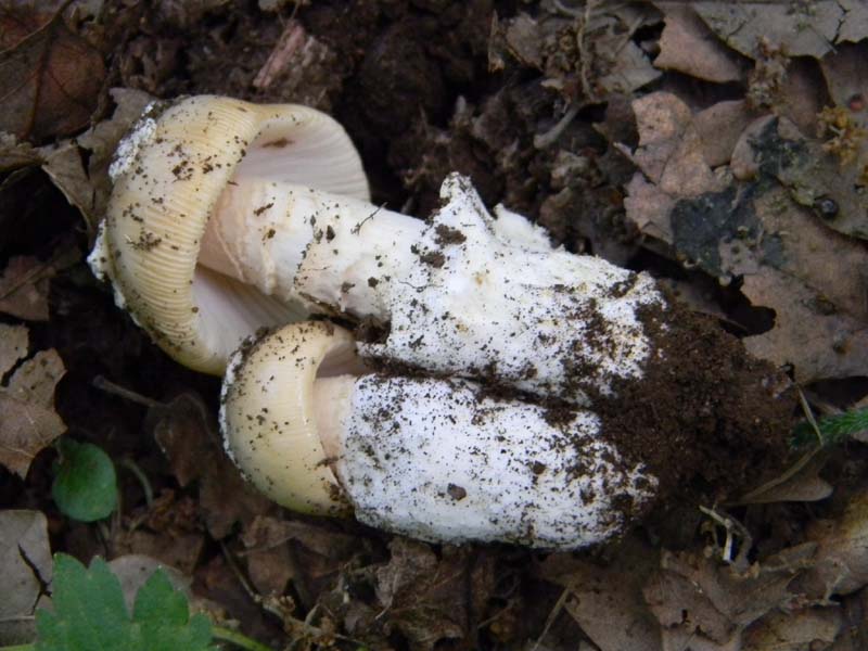 Altri ritrovamenti del 20.05.2011.sotto Quercia