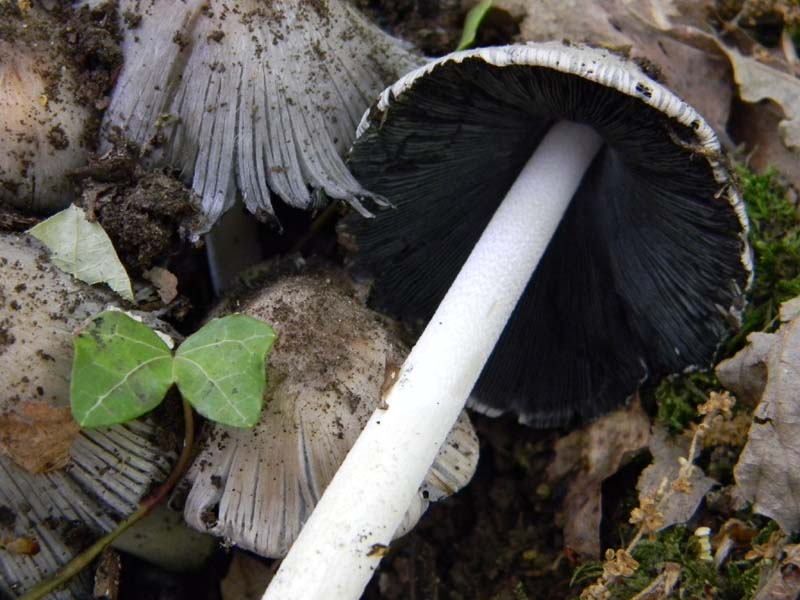 Altri ritrovamenti del 20.05.2011.sotto Quercia