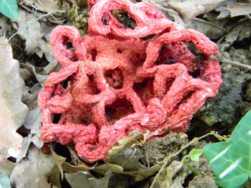 Altri ritrovamenti del 20.05.2011.sotto Quercia