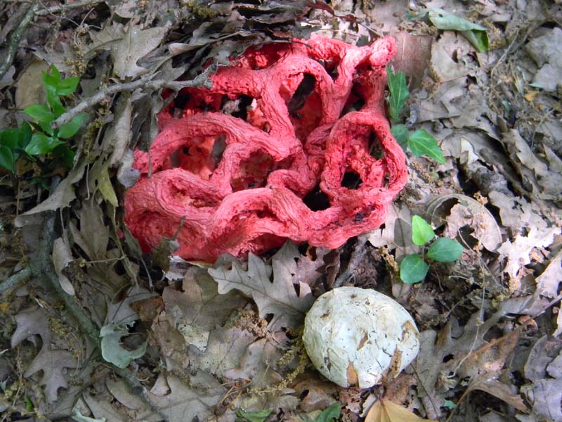 Altri ritrovamenti del 20.05.2011.sotto Quercia