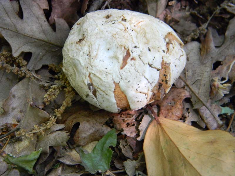 Altri ritrovamenti del 20.05.2011.sotto Quercia