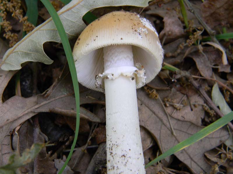 Altri 3 ritrovamenti del 20.05.2011.bosco di Quercia