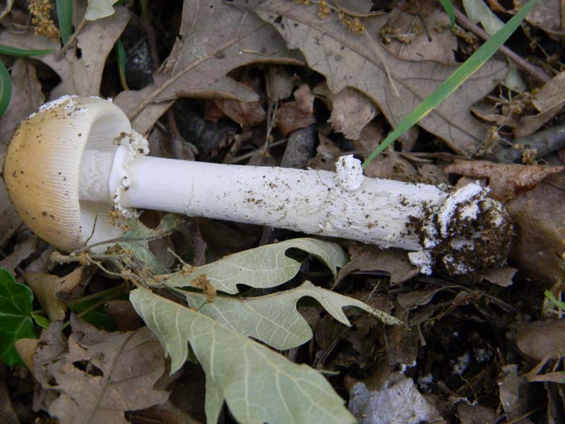 Altri 3 ritrovamenti del 20.05.2011.bosco di Quercia