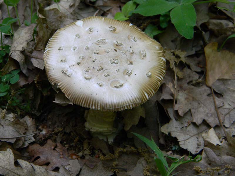 Altri 3 ritrovamenti del 20.05.2011.bosco di Quercia