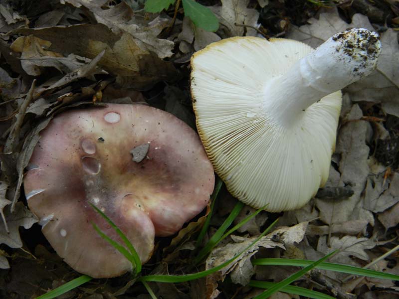 Ritrovamenti del 21.05.2011.sotto Faggio