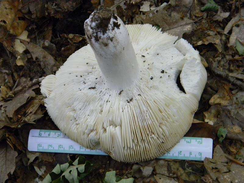 Ritrovamenti del 21.05.2011.sotto Faggio