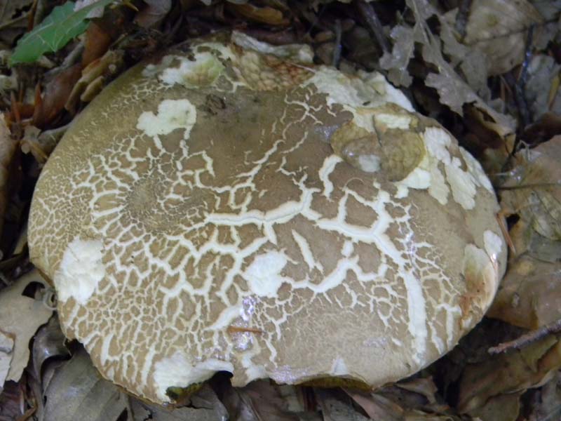 Boletus fotografato il 17.05.2011.sotto Faggio