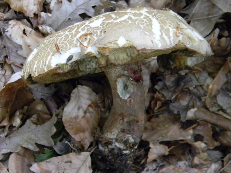 Boletus fotografato il 17.05.2011.sotto Faggio