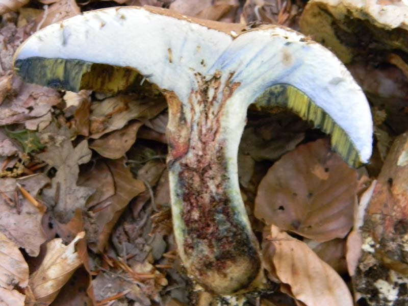 Boletus fotografato il 17.05.2011.sotto Faggio