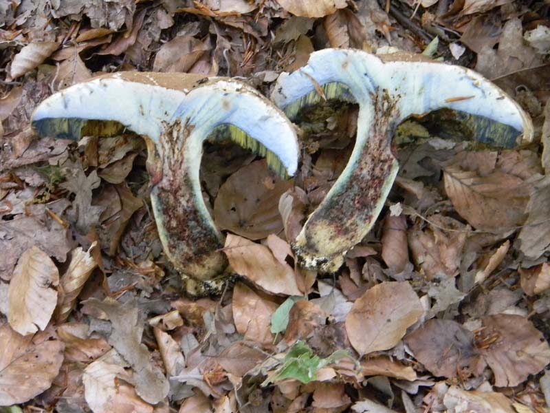 Boletus fotografato il 17.05.2011.sotto Faggio