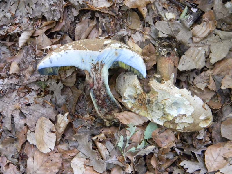 Boletus fotografato il 17.05.2011.sotto Faggio