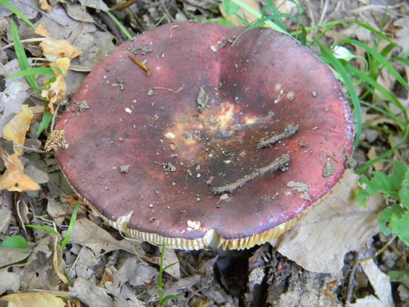 Ritrovamenti del 21.05.2011.sotto Faggio