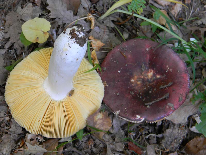 Ritrovamenti del 21.05.2011.sotto Faggio