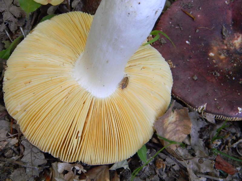 Ritrovamenti del 21.05.2011.sotto Faggio