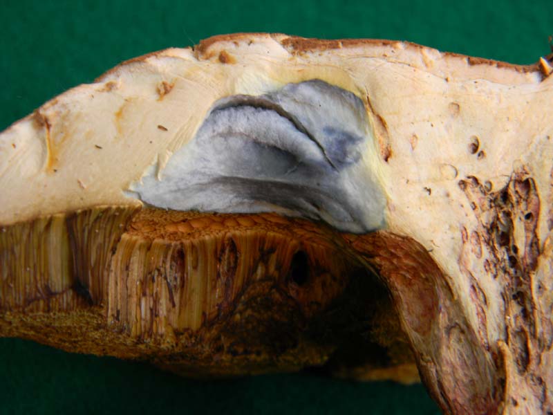 Boletus fotografato il 17.05.2011.sotto Faggio