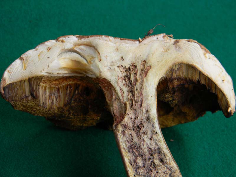 Boletus fotografato il 17.05.2011.sotto Faggio