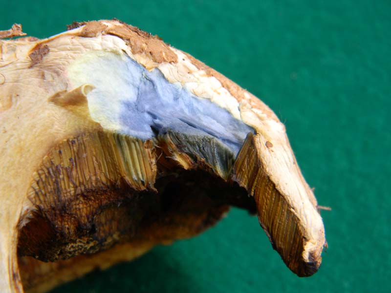 Boletus fotografato il 17.05.2011.sotto Faggio