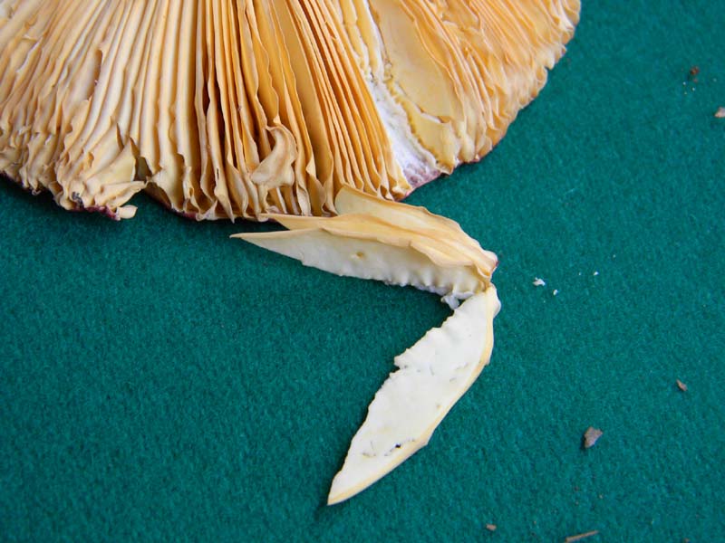 Ritrovamenti del 21.05.2011.sotto Faggio