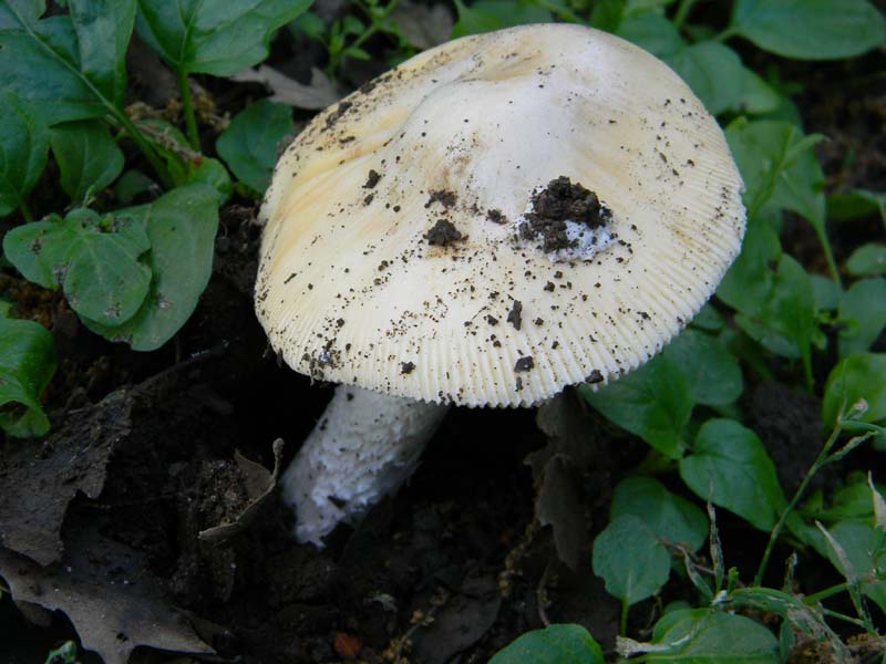 Altri ritrovamenti del 24.05.2011.con nonno Antonio