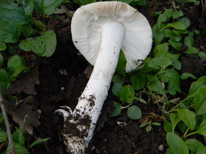 Altri ritrovamenti del 24.05.2011.con nonno Antonio