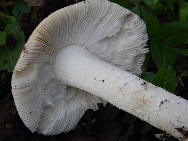 Altri ritrovamenti del 24.05.2011.con nonno Antonio