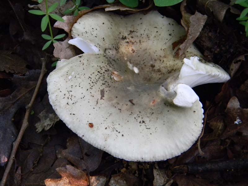 Altri ritrovamenti del 24.05.2011.con nonno Antonio