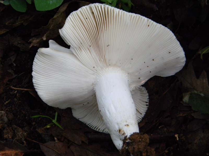 Altri ritrovamenti del 24.05.2011.con nonno Antonio