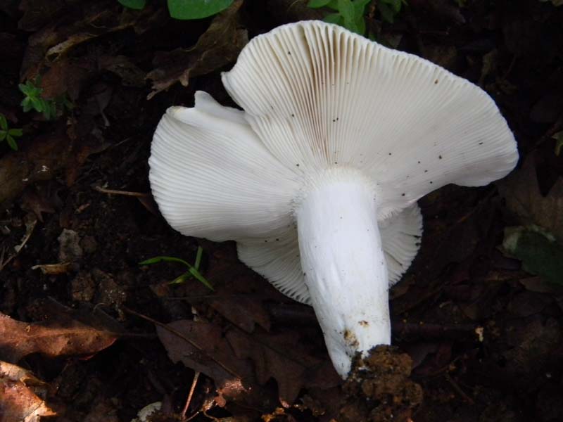 Altri ritrovamenti del 24.05.2011.con nonno Antonio