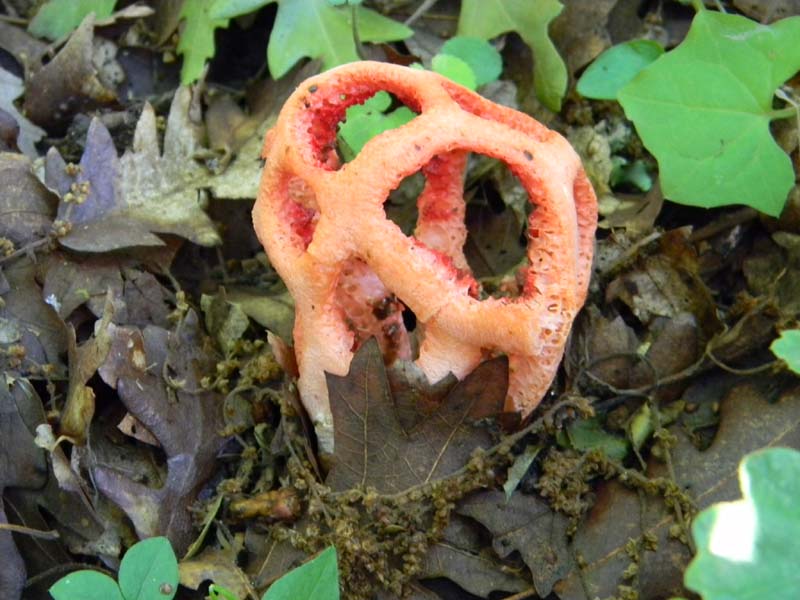 Altri ritrovamenti del 24.05.2011.con nonno Antonio