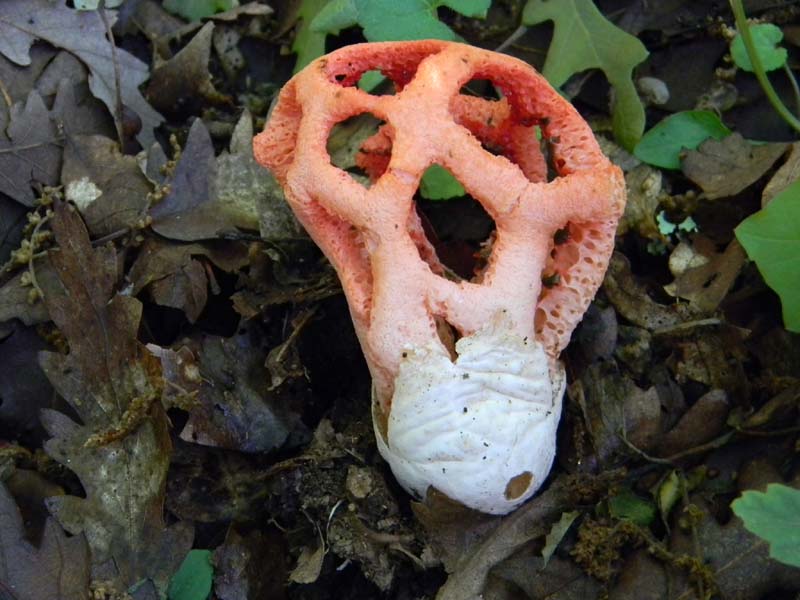 Altri ritrovamenti del 24.05.2011.con nonno Antonio