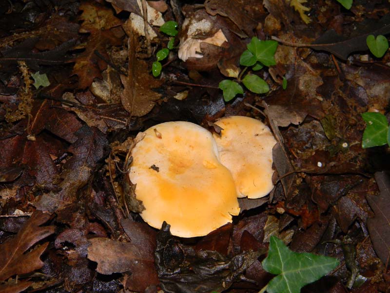 Altri ritrovamenti del 24.05.2011.con nonno Antonio