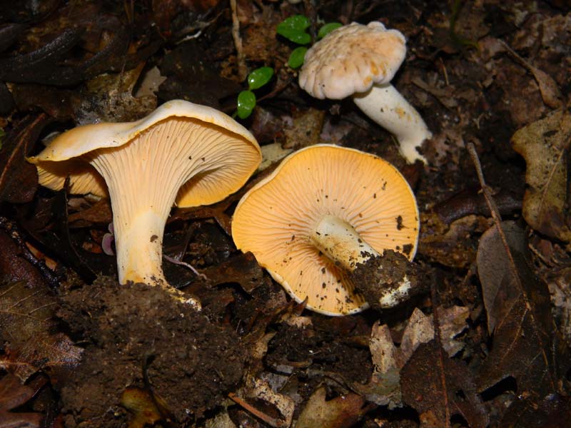 Altri ritrovamenti del 24.05.2011.con nonno Antonio