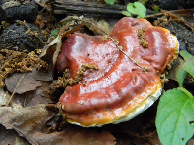 Altri ritrovamenti del 24.05.2011.