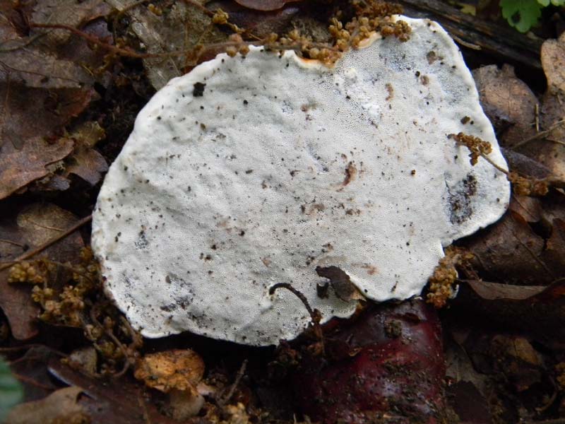 Altri ritrovamenti del 24.05.2011.