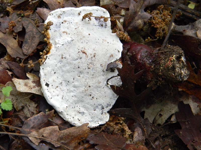 Altri ritrovamenti del 24.05.2011.