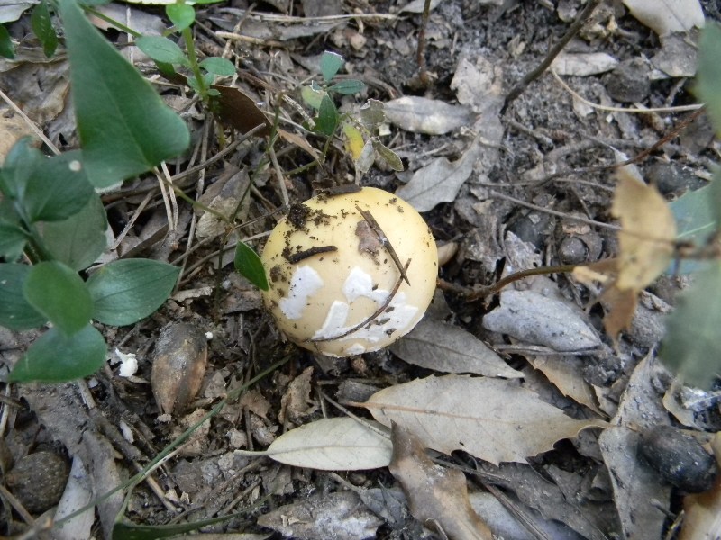 Le uniche fotografate il 9.03.2012.